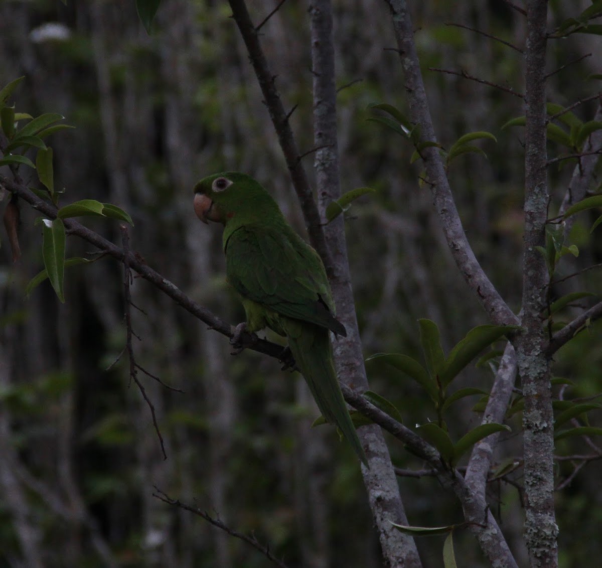 Maracanã (White Eyed Parakeet)