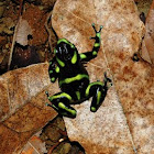 Green and Black Poison Dart Frog