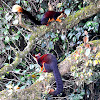 The Indian giant squirrel, Malabar Giant Squirrel