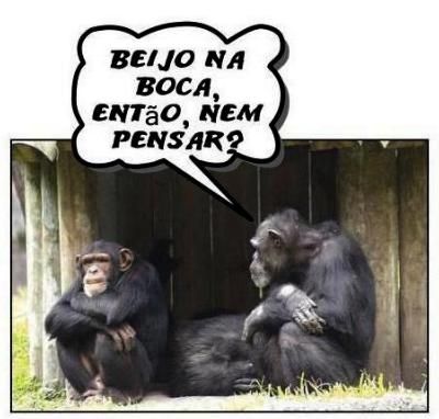 macacos.jpg