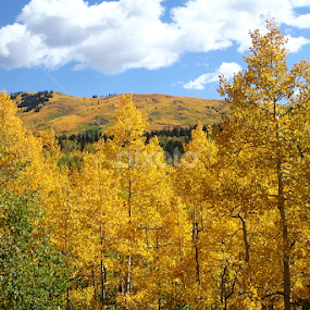 Golden Hills by Donald Henninger - Novices Only Landscapes