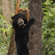 Malaysan Sun Bear