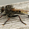 Robber fly