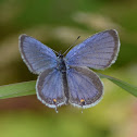 Western Tailed-blue