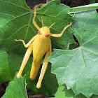 Bird Grasshopper Nymph