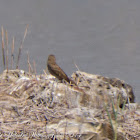 House sparrow; Gorrión Común