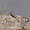 House sparrow; Gorrión Común