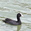 Common Coot or Eurasian Coot