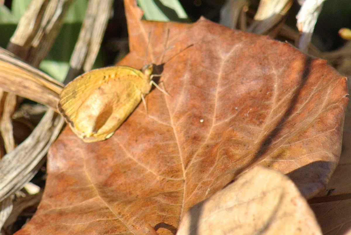 Sleepy Orange Butterfly (fall form)