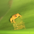 Golden Poison Dart Frog