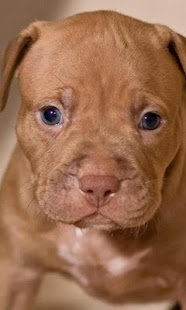 download Labrador Wallpapers free