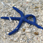 Blue Sea Star