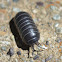 Unknown Pill Bug