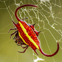 Spiny Orb-web Spider