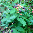 Black raspberry