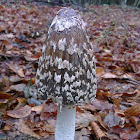 Magpie Fungus