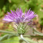 Thistle