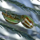 Striped Acacia Leaf Beetle