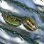 Striped Acacia Leaf Beetle