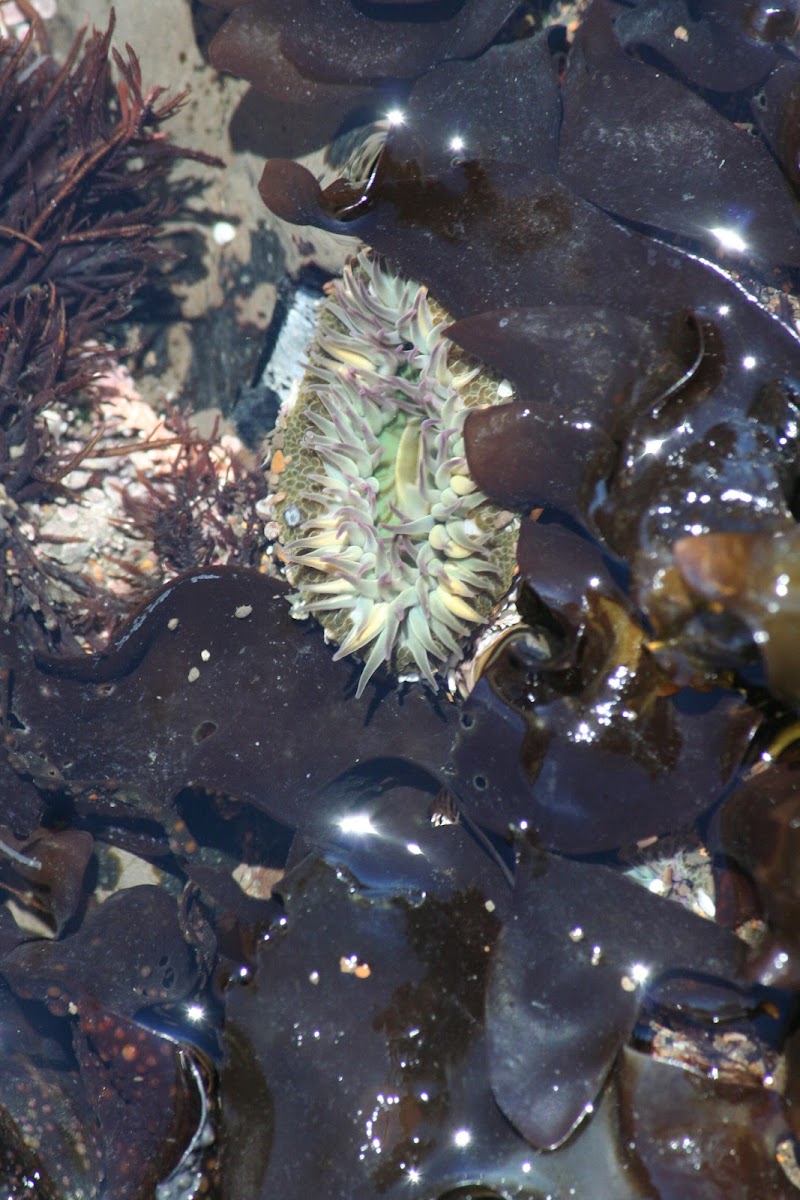 Aggregate green anemone