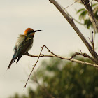 Rainbow Bee-eater