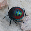 Ground Shield Bug nymph