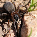 Amphinectid Spider (female)