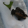 Eastern narrowmouth toad