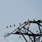 Spotless Starling; Estornino Negro