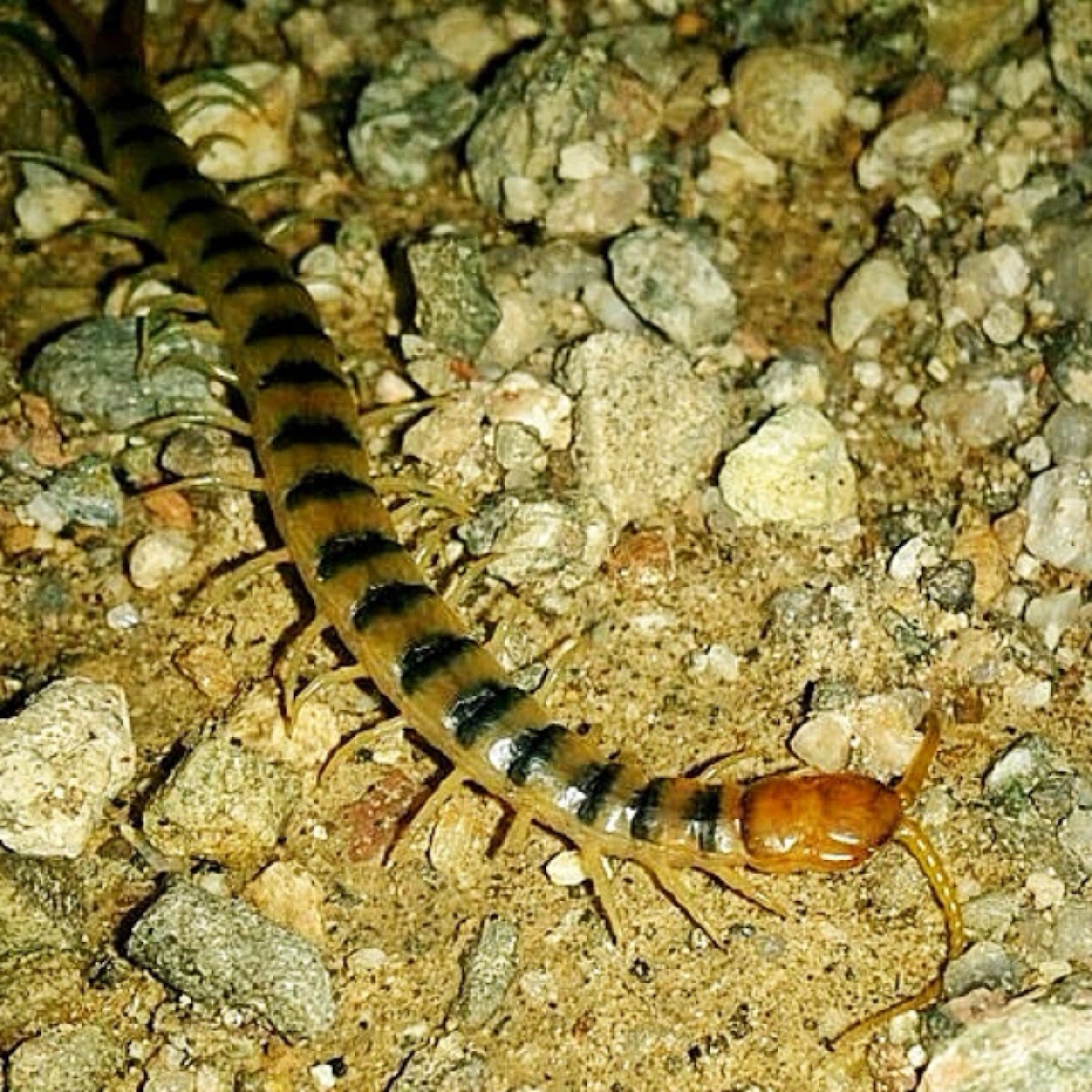 "Texas Tiger Centipede" "Arizona Blue-Banded Centipede".  "Banded", "Striped", and "Tiger Centipede" seem to all be different names for the same or similar types. I believe there are many that look similar.