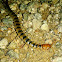 "Texas Tiger Centipede" "Arizona Blue-Banded Centipede".  "Banded", "Striped", and "Tiger Centipede" seem to all be different names for the same or similar types. I believe there are many that look similar.