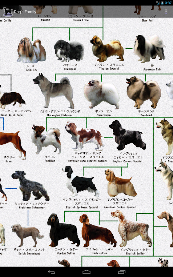 犬の系統図　犬の種類 Amazon｜犬の系統図 A1サイズ The generation of dogs｜アート