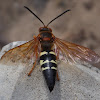 Eastern Cicada Killer Wasp(male)