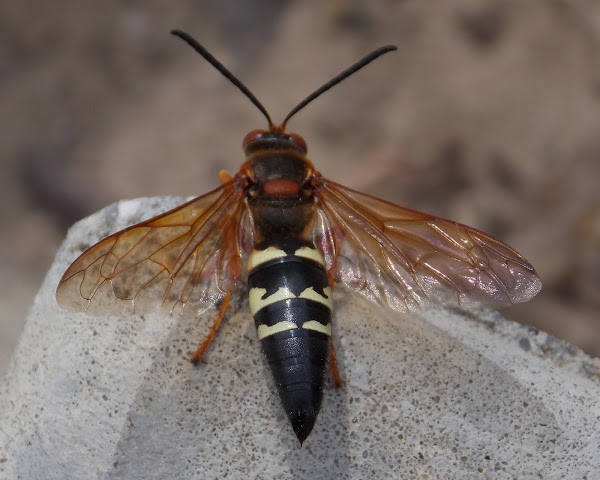 Eastern Cicada Killer Waspmale Project Noah