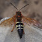 Eastern Cicada Killer Wasp(male)