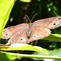 Little Wood Satyr butterfly