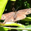 Little Wood Satyr butterfly