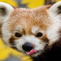 So Cute Animals Pics i logo