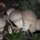 Puffball fungi