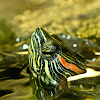 Red-eared Slider