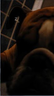 How to install Pocket Snoring Bulldog 1.0.5 apk for laptop