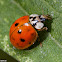 Multicolored Asian Lady Beetle