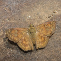 Fulvous pied flat