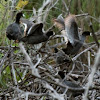 American coot