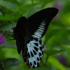 Blue Mormon