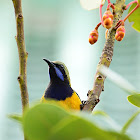 Orange-bellied Leafbird (橙腹葉鵯)