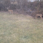 White tail deer