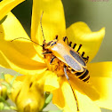 Goldenrod soldier beetle