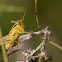 Grasshopper sps