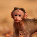 Bonnet Macaque (Baby,Juvenile)
